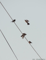 DSCN7005.jpg