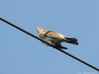 DSCN7021-1.jpg