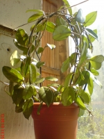 Имя файла=Hoya_carnosa.JPG
Размер файла=587КБ
Размеры=768x1024
Дата=Май 12, 2010 Hoya_carnosa.JPG