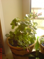 Имя файла=Kalanchoe_1.JPG
Размер файла=55КБ
Размеры=336x448
Дата=Май 12, 2010 Kalanchoe_1.JPG