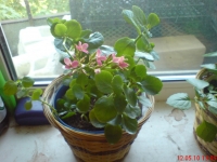 Имя файла=Kalanchoe_1_1~0.JPG
Размер файла=553КБ
Размеры=1024x768
Дата=Май 25, 2010 Kalanchoe_1_1~0.JPG