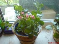 Kalanchoe_1_1~0.JPG