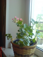 Имя файла=Kalanchoe_1_3.JPG
Размер файла=504КБ
Размеры=768x1024
Дата=Май 25, 2010 Kalanchoe_1_3.JPG