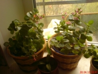 Имя файла=Kalanchoe_1___2~0.JPG
Размер файла=47КБ
Размеры=448x336
Дата=Май 25, 2010 Kalanchoe_1___2~0.JPG