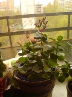 Имя файла=Kalanchoe_2.JPG
Размер файла=50КБ
Размеры=336x448
Дата=Май 25, 2010 Kalanchoe_2.JPG