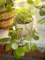 Имя файла=Plectranthus_australis_1_.JPG
Размер файла=31КБ
Размеры=336x448
Дата=Май 12, 2010 Plectranthus_australis_1_.JPG