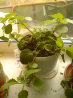 Имя файла=Plectranthus_australis_2.JPG
Размер файла=32КБ
Размеры=336x448
Дата=Май 12, 2010 Plectranthus_australis_2.JPG
