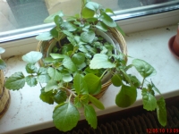 Имя файла=Plectranthus_australis_2_1_.JPG
Размер файла=556КБ
Размеры=1024x768
Дата=Май 12, 2010 Plectranthus_australis_2_1_.JPG