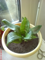 Имя файла=Sansevieria_Trifasciata_Hahnii_1_2.JPG
Размер файла=534КБ
Размеры=768x1024
Дата=Май 12, 2010 Sansevieria_Trifasciata_Hahnii_1_2.JPG