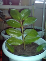 Имя файла=Zamioculcas_3.JPG
Размер файла=584КБ
Размеры=768x1024
Дата=Май 12, 2010 Zamioculcas_3.JPG