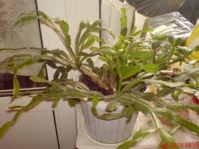 Имя файла=Zygocactus_1_1.JPG
Размер файла=33КБ
Размеры=448x336
Дата=Май 12, 2010 Zygocactus_1_1.JPG