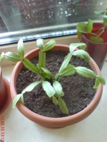 Имя файла=Zygocactus_2.JPG
Размер файла=592КБ
Размеры=768x1024
Дата=Май 12, 2010 Zygocactus_2.JPG