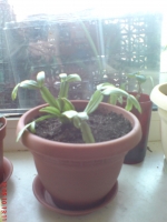 Имя файла=Zygocactus_2_1.JPG
Размер файла=436КБ
Размеры=768x1024
Дата=Май 12, 2010 Zygocactus_2_1.JPG