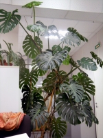 Имя файла=Monstera.jpg
Размер файла=630КБ
Размеры=768x1024
Дата=Фев 18, 2011 Monstera.jpg