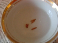 seeds.jpg