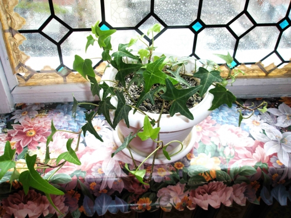 PA250977.jpg