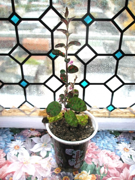 PA250985.jpg