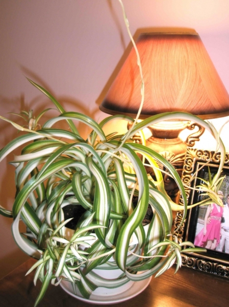 Chlorophytum comosum variegatum ‘Bonnie’
