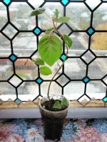 PA250991~0.jpg