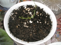 PA250994.jpg