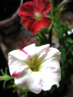 PB211275.jpg