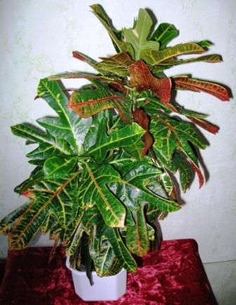 Codiaeum
