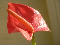 SDC16419~0.JPG