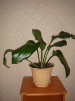 Имя файла=DSC01770.jpg
Размер файла=95КБ
Размеры=480x640
Дата=Июль 30, 2010 DSC01770.jpg