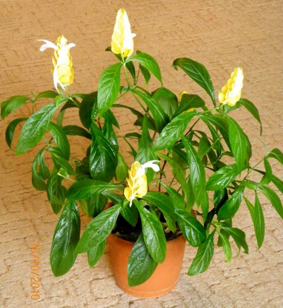 Pachystachys1
