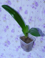 Имя файла=Gippeastrum.jpg
Размер файла=317КБ
Размеры=1054x1350
Дата=Окт 12, 2011 Gippeastrum.jpg