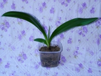 Имя файла=Gippeastrum1.jpg
Размер файла=188КБ
Размеры=1000x752
Дата=Окт 12, 2011 Gippeastrum1.jpg