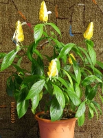 Имя файла=Pachystachys.jpg
Размер файла=792КБ
Размеры=768x1024
Дата=Окт 18, 2010 Pachystachys.jpg