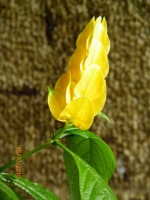 Имя файла=Pachystachys_2.jpg
Размер файла=412КБ
Размеры=768x1024
Дата=Окт 18, 2010 Pachystachys_2.jpg