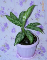 Имя файла=aglaonema.jpg
Размер файла=432КБ
Размеры=1126x1434
Дата=Окт 12, 2011 aglaonema.jpg
