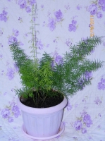 Имя файла=asparagus.jpg
Размер файла=495КБ
Размеры=1100x1467
Дата=Окт 12, 2011 asparagus.jpg