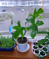 Имя файла=filodendron-detka.jpg
Размер файла=131КБ
Размеры=861x1024
Дата=Апр 12, 2011 filodendron-detka.jpg