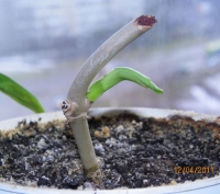 Имя файла=filodendron-obr.jpg
Размер файла=102КБ
Размеры=1024x911
Дата=Апр 12, 2011 filodendron-obr.jpg
