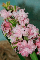 Имя файла=Hyacinthus-3.gif
Размер файла=385КБ
Размеры=667x1000
Дата=Фев 23, 2011 Hyacinthus-3.gif