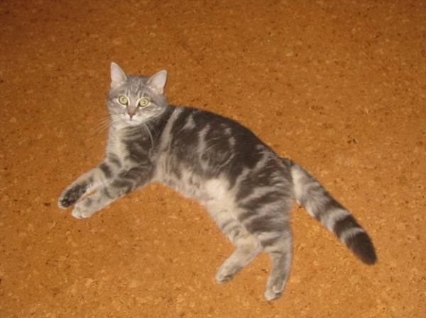 Кот
