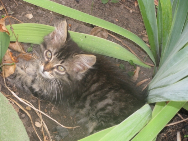 кот
