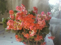 Kalanchoe-LENA1960-1.jpg