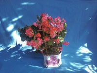 Kalanchoe-LENA1960-2.jpg