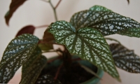 Имя файла=leaves.jpg
Размер файла=398КБ
Размеры=1024x616
Дата=Янв 10, 2011 leaves.jpg