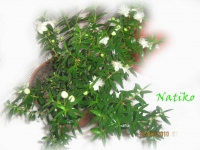 Myrtus_Natiko-1.jpg