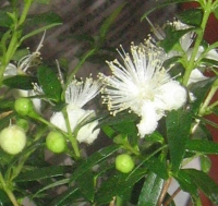 Myrtus_Natiko-2.jpg