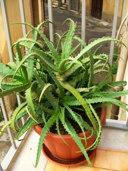 aloe
