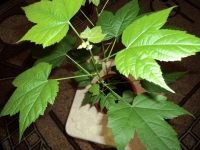 DSC00850.JPG