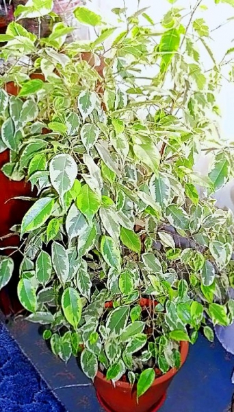 F. Ben. Samanta
