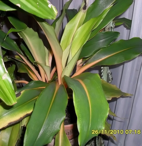 Chlorophytum
