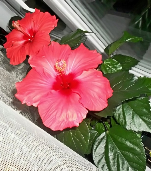 HIBISCUS GEORGE GIRL
